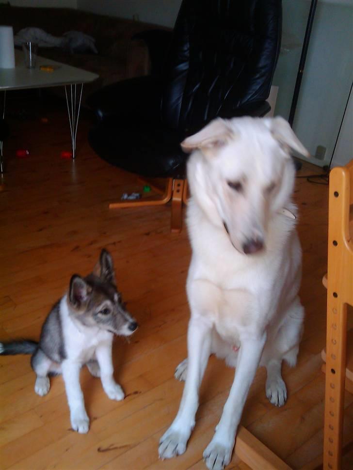 Alaskan husky Gizmo billede 7