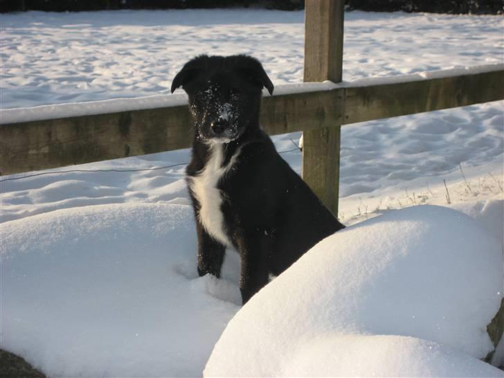 Blanding af racer Coffie billede 1