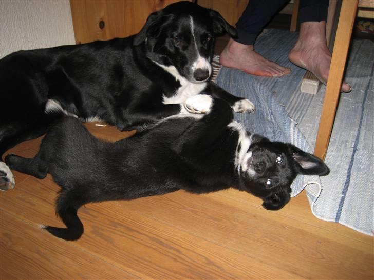 Blanding af racer Coffie billede 2