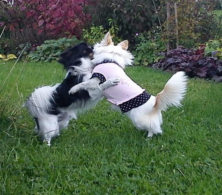 Chihuahua Harley -  :D billede 10