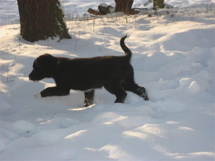 Blanding af racer Coffie billede 3