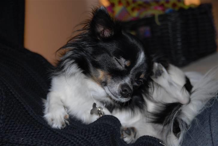 Chihuahua Harley - december 2010 billede 12