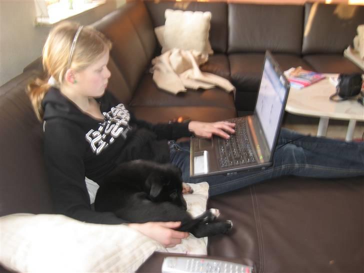 Blanding af racer Coffie billede 4