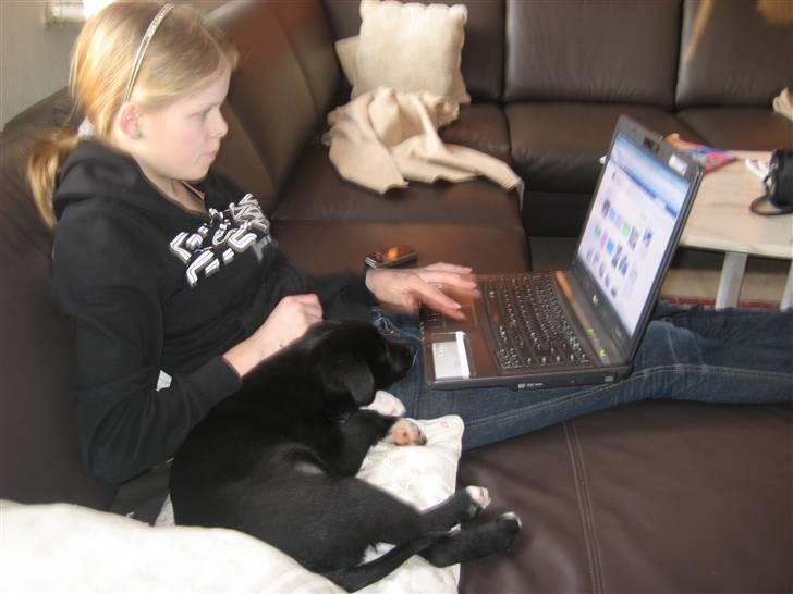 Blanding af racer Coffie billede 5