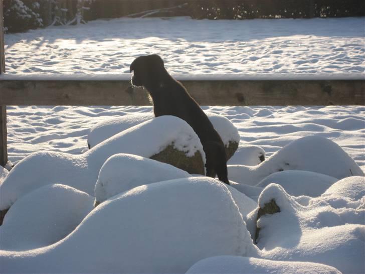 Blanding af racer Coffie billede 6