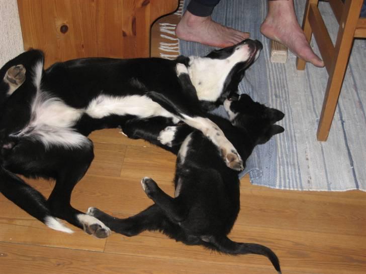 Blanding af racer Coffie billede 7