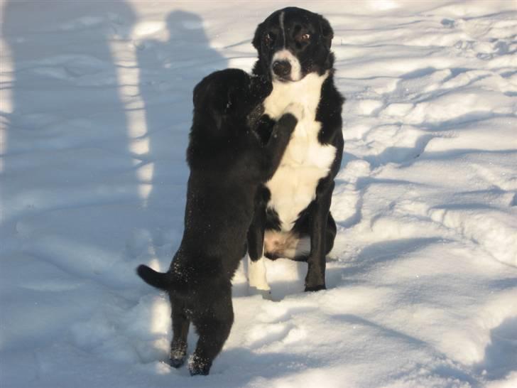 Blanding af racer Coffie billede 8