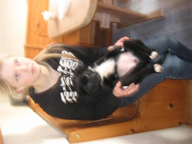 Blanding af racer Coffie billede 9