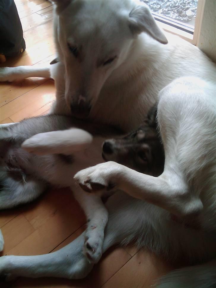 Blanding af racer Nanook billede 12