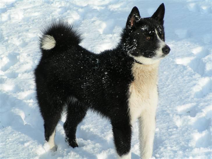 Karelsk bjørnehund tarzan billede 1