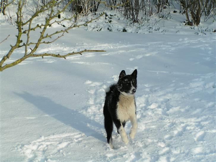 Karelsk bjørnehund tarzan billede 2