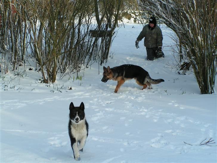 Karelsk bjørnehund tarzan billede 3