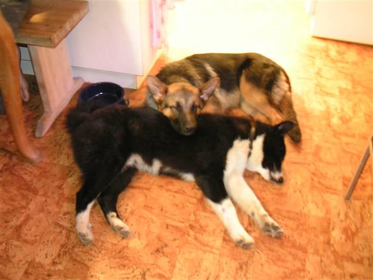 Karelsk bjørnehund tarzan billede 4