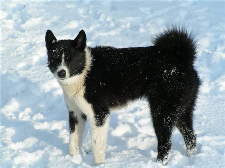 Karelsk bjørnehund tarzan billede 5