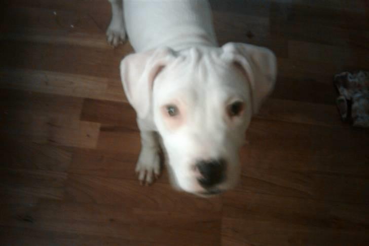 Amerikansk bulldog chano billede 6