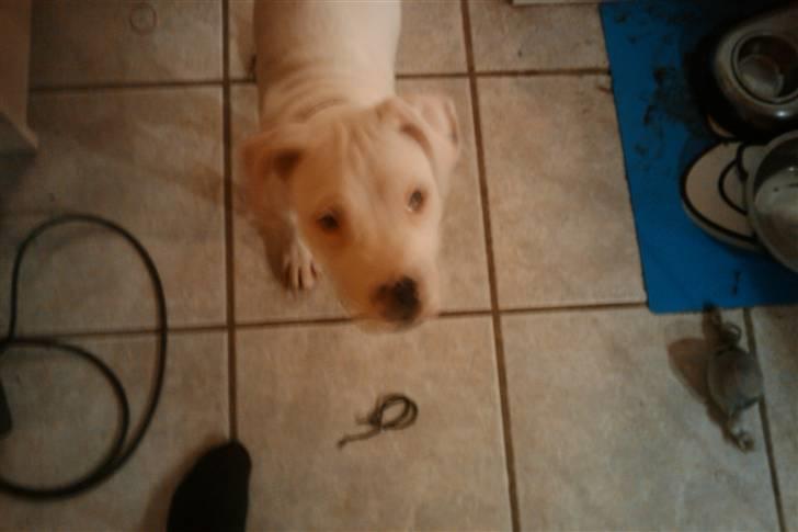 Amerikansk bulldog chano billede 7