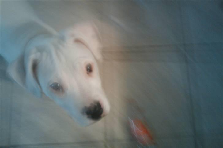 Amerikansk bulldog chano billede 8