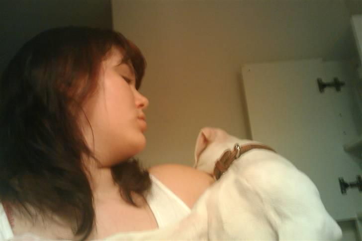 Amerikansk bulldog chano billede 9