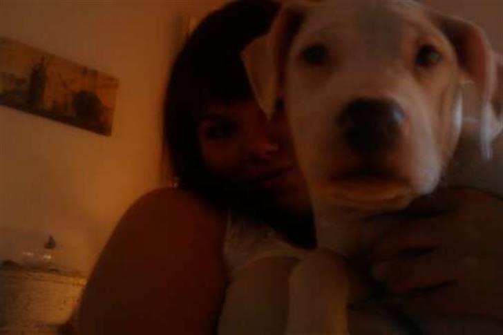 Amerikansk bulldog chano billede 10