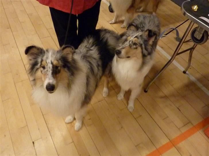 Collie langhåret Bonnie las billede 11