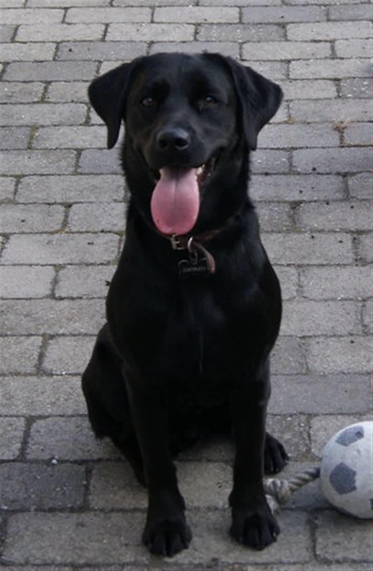 Labrador retriever Quieto - Quieto leger billede 1