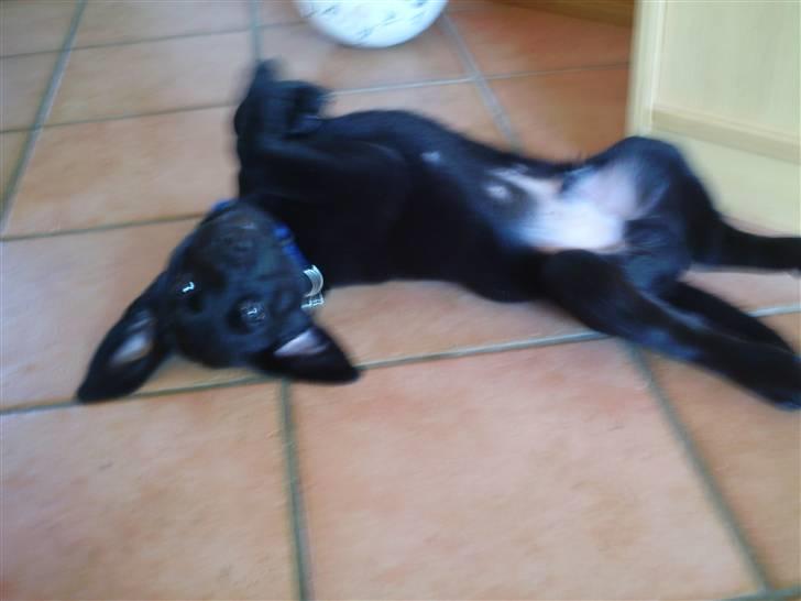 Labrador retriever Quieto - Quieto slapper af billede 2