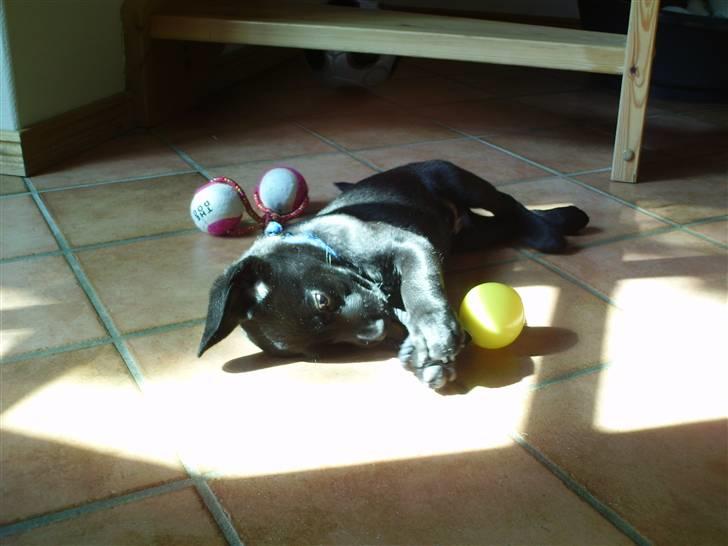 Labrador retriever Quieto - Quieto ligger og hygger billede 3
