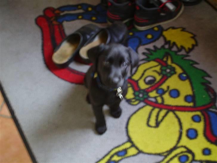 Labrador retriever Quieto - Hvad laver hun mon ? billede 4