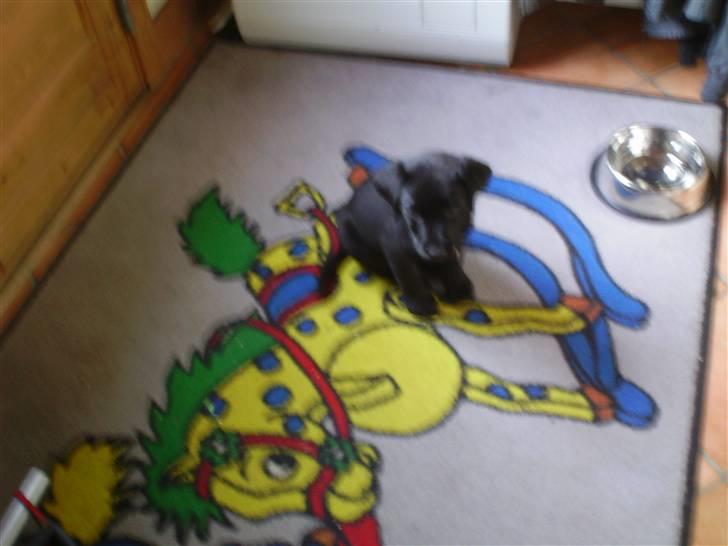 Labrador retriever Quieto - sikke et fint tæppe billede 5