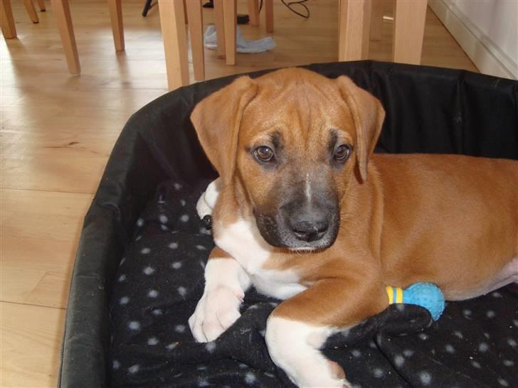 Blanding af racer Malu - 4 måneder billede 7