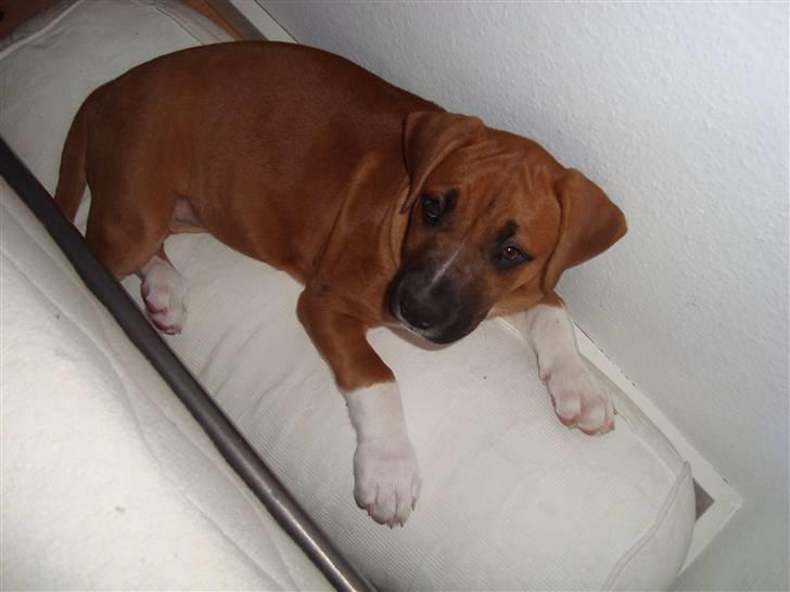 Blanding af racer Malu billede 8