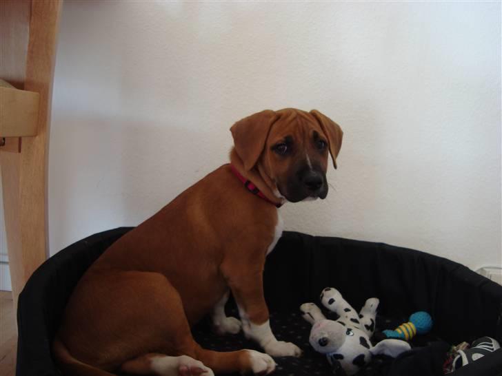 Blanding af racer Malu billede 9