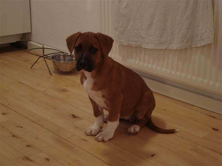 Blanding af racer Malu billede 10