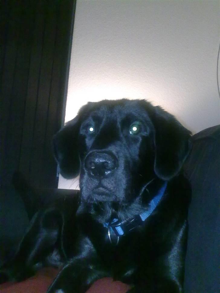 Labrador retriever Kay billede 1