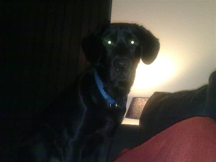Labrador retriever Kay - Øhh halløj :D billede 2