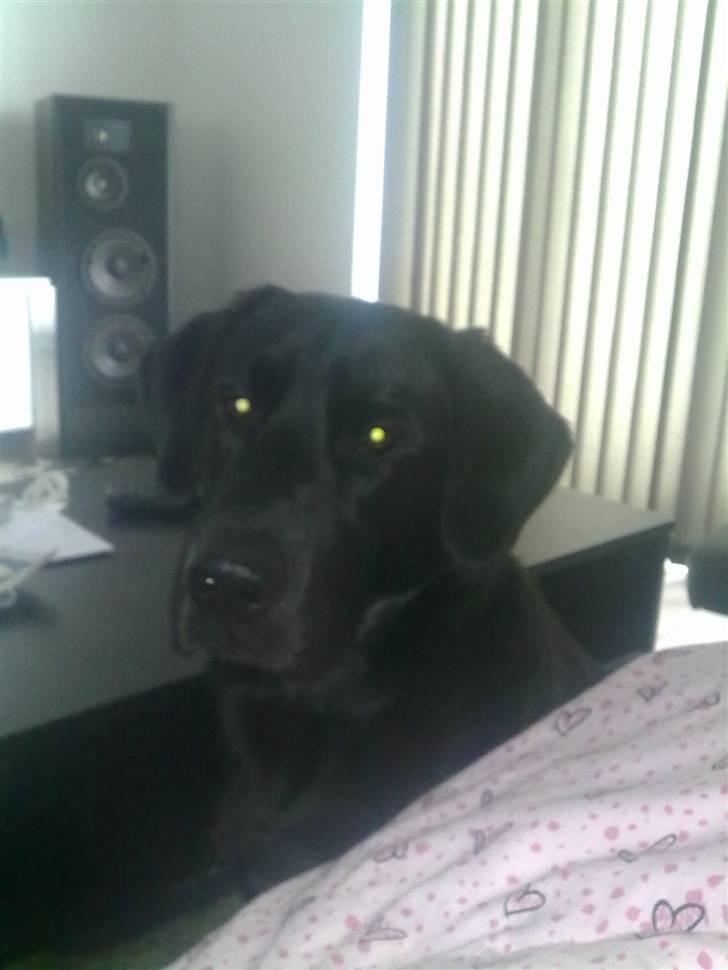 Labrador retriever Kay billede 3