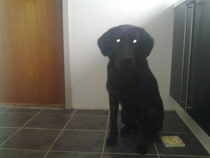 Labrador retriever Kay - Jeg sætter da lige så pænt far :) billede 4