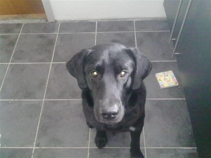 Labrador retriever Kay billede 5