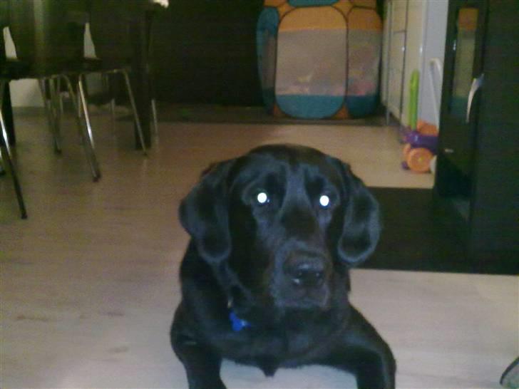 Labrador retriever Kay billede 6