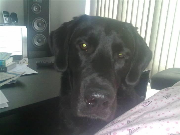 Labrador retriever Kay billede 7