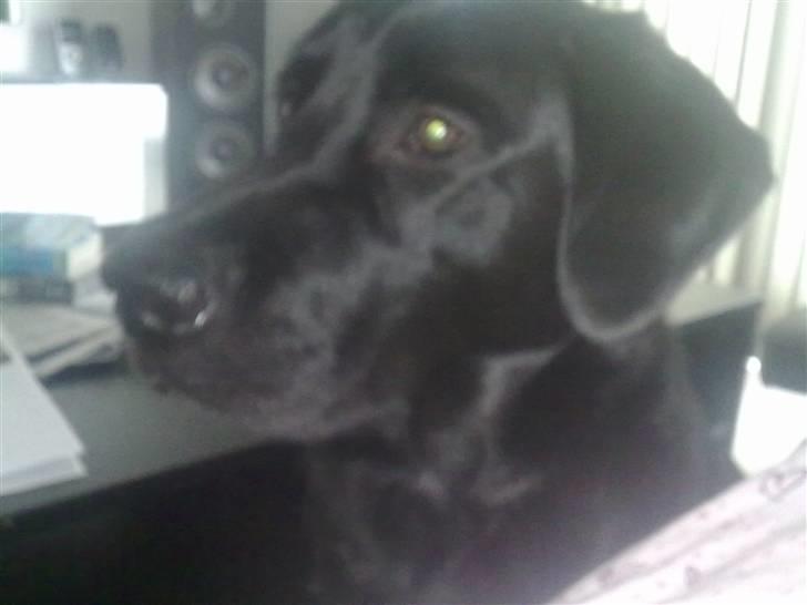 Labrador retriever Kay billede 8