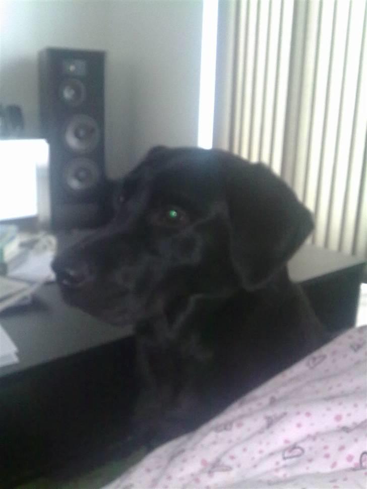 Labrador retriever Kay billede 9
