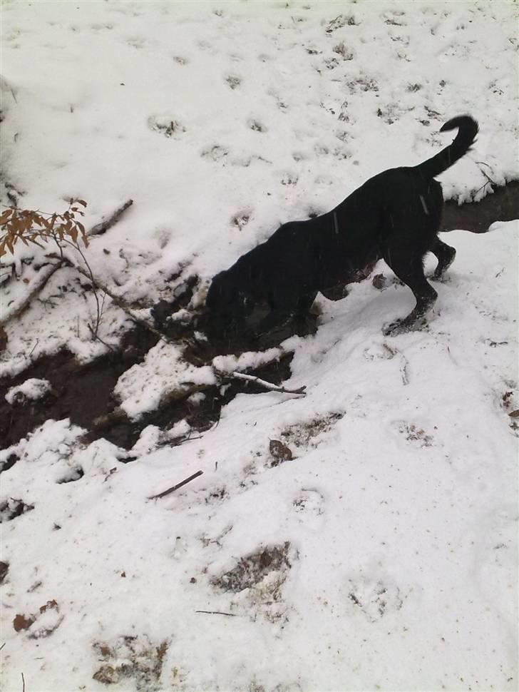 Labrador retriever Kay billede 10