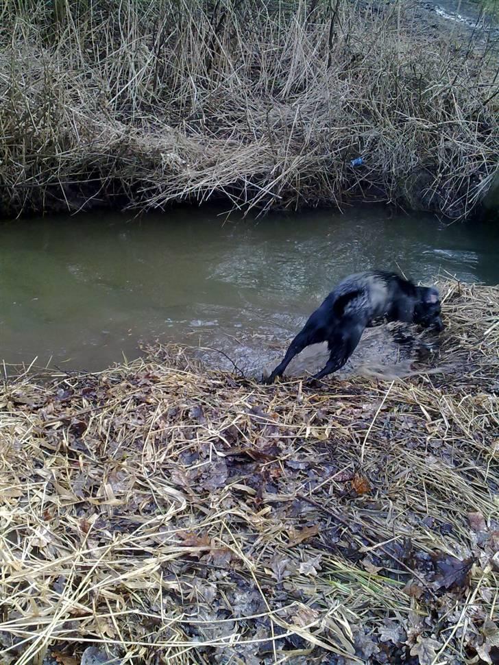 Labrador retriever Kay billede 12