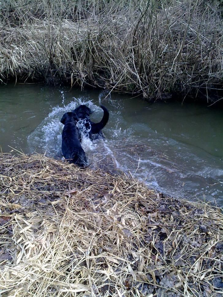 Labrador retriever Kay - Kay og tilde i deres køre Å :) billede 13
