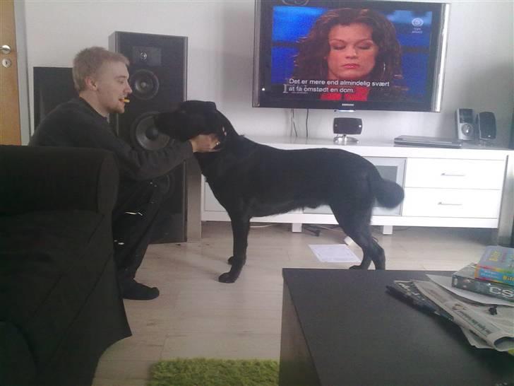Labrador retriever Kay - Store bamse, 34 kg indtil videre billede 16