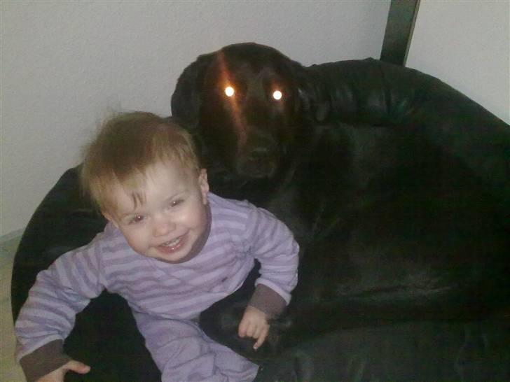Labrador retriever Kay - Mor og far jeg passer lige på den lille pige her, bare rolig sker intet når jeg er her :) billede 17