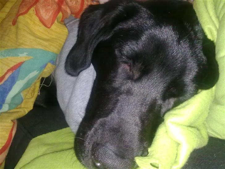Labrador retriever Kay - Jeg tar mig lige en lur hvis det er okay :) billede 18
