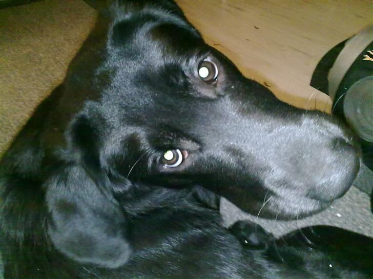 Labrador retriever Kay - Hej med dig billede 19
