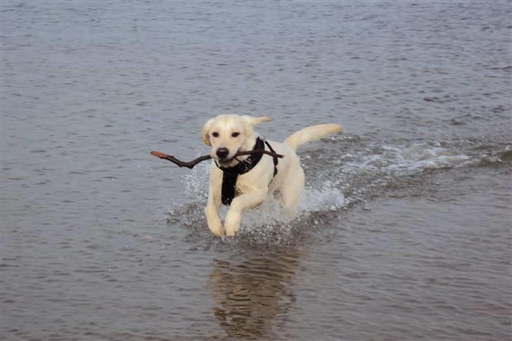 Golden retriever /Labrador Basse * DU ER SAVNET * - Basse er blevet glad for vandet :D billede 13